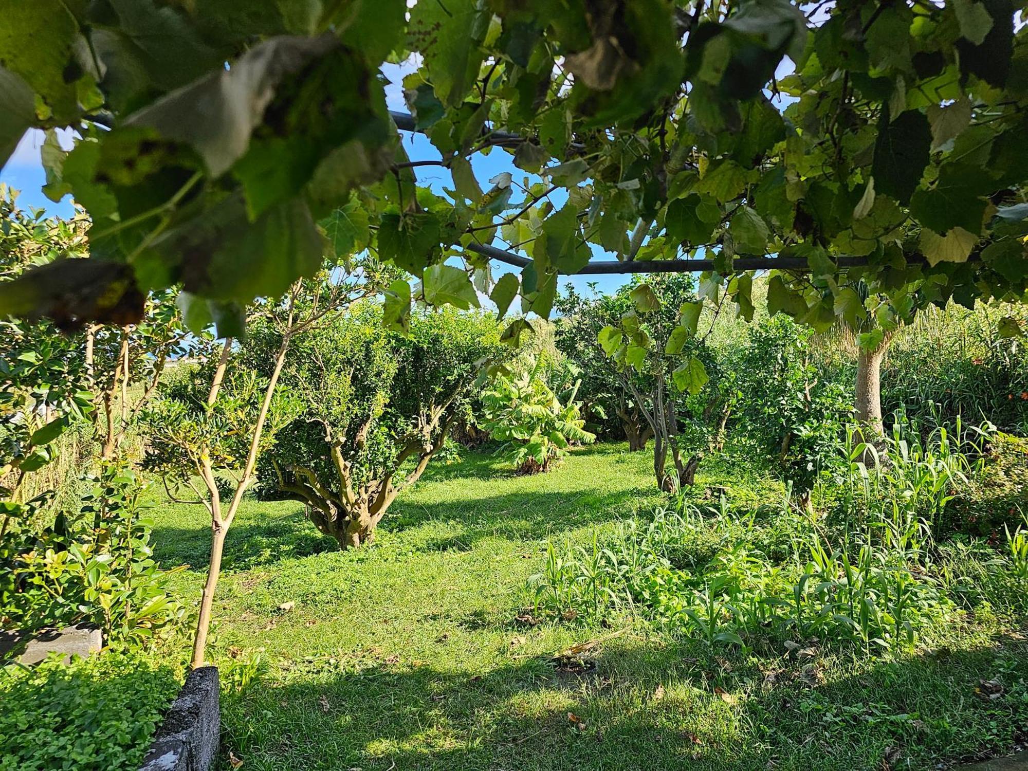 Casa Anjos Holiday Cottages Cedros Extérieur photo